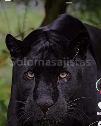 solomasajistas Masajes Gays							 Masaje sensitivo para mujeres  622675424